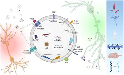 Inter-neuronal signaling mediated by small extracellular vesicles: wireless communication?